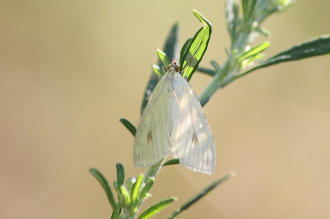 Crambide (???) da identificare